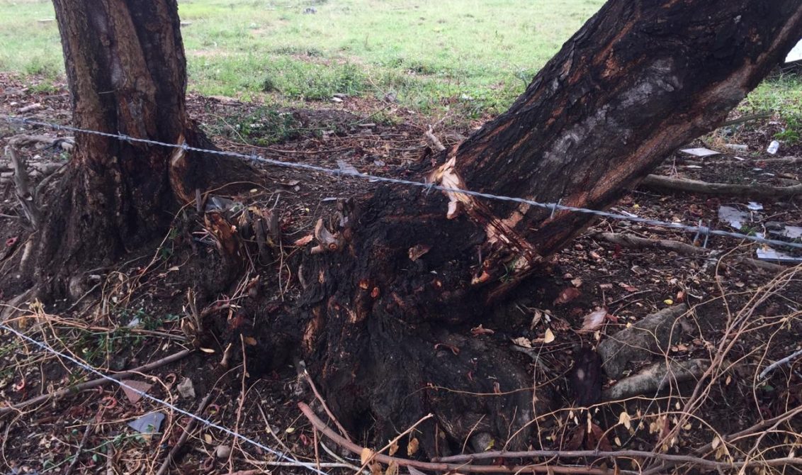 Llamado a la CVS por tala indiscriminada de árboles para construcción de urbanización