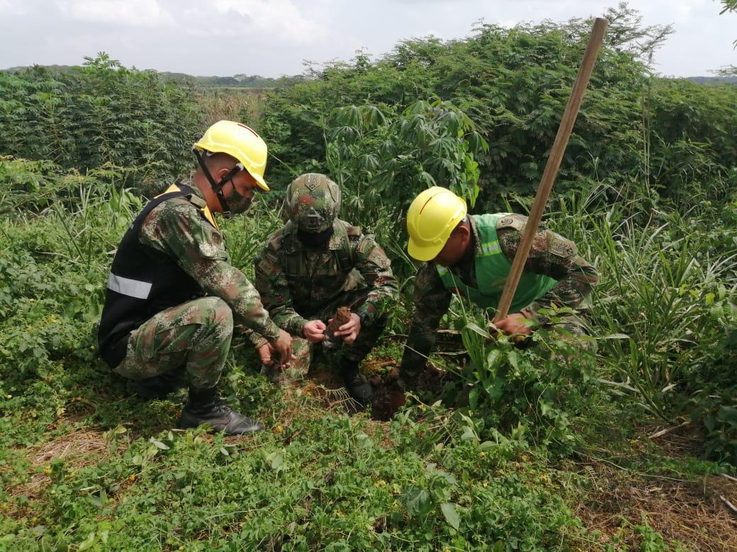 Ejército sembró 750 árboles en la Ciénaga de Corralito en Cereté