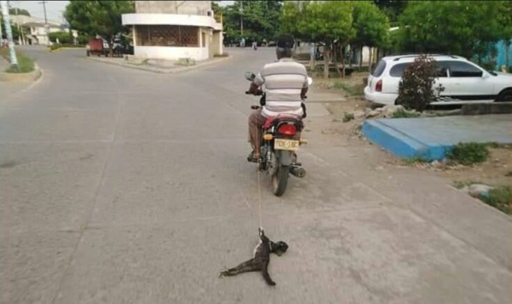 Indignante, desalmado hombre arrastró un gato por las calles de Cereté