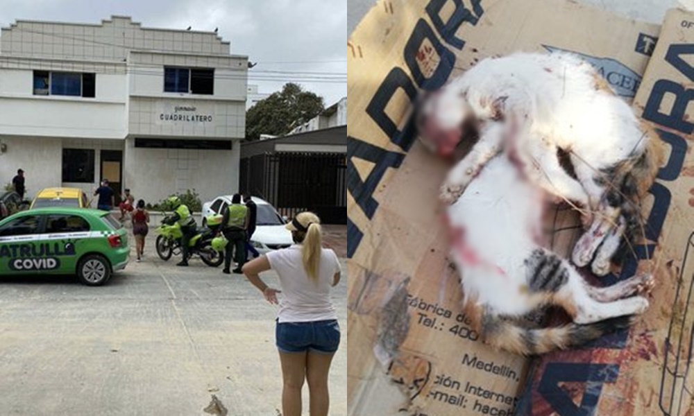 ¡Aberrante! Gimnasio estaría utilizando como sacos de boxeo a animales vivos en condición de calle