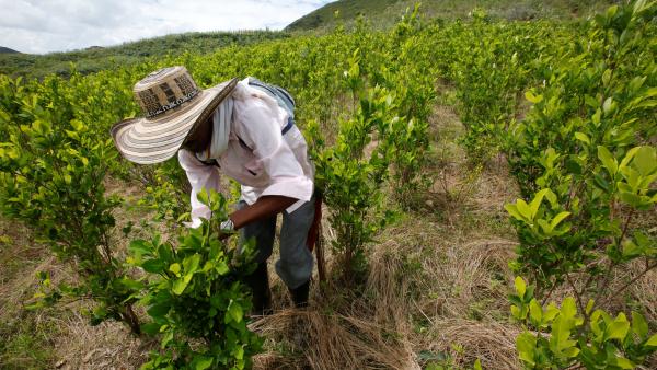 Policías erradicadores de coca son retenidos por campesinos en Montelíbano