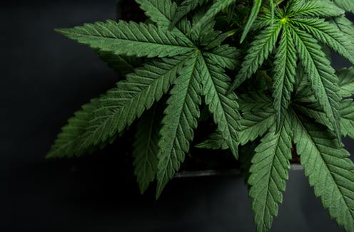 Por primera vez, Colombia exporta legalmente cannabis a EE.UU.