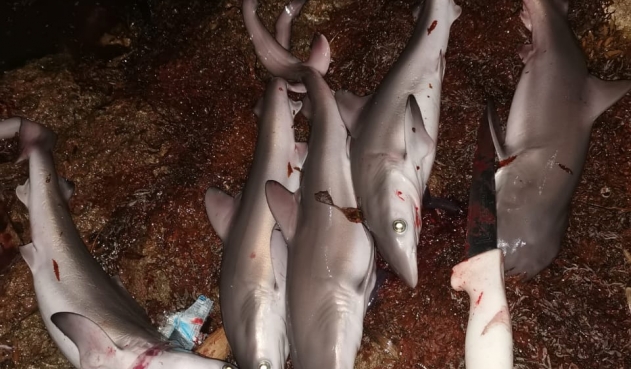 Reprochable: denuncian sacrificio de tiburones en San Andrés