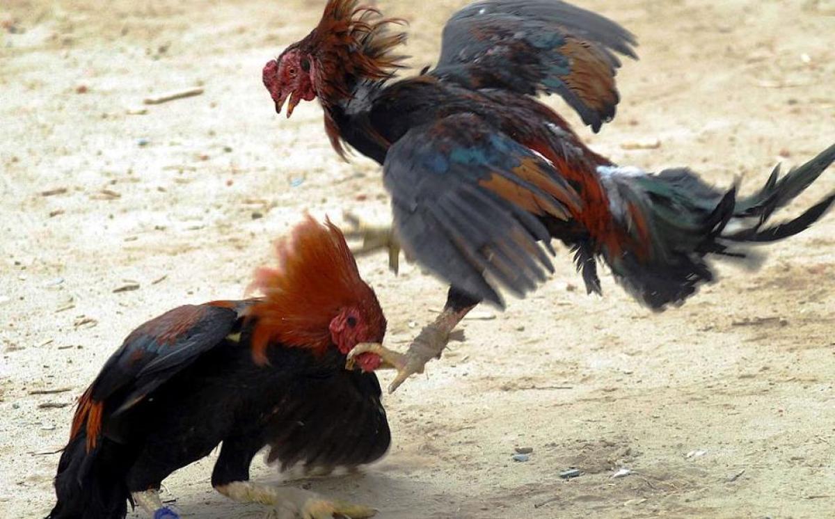 Se pasan por la ‘faja’ la cuaretena, más de 20 personas fueron sorprendidas en peleas de gallo