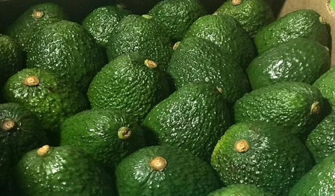 Colombia despachó hoy 19 toneladas de aguacate hass a Japón