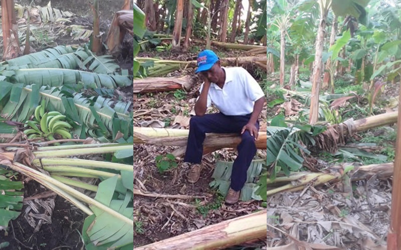Vendaval destruyó cerca de 100 hectáreas de cultivos de plátano en Moñitos