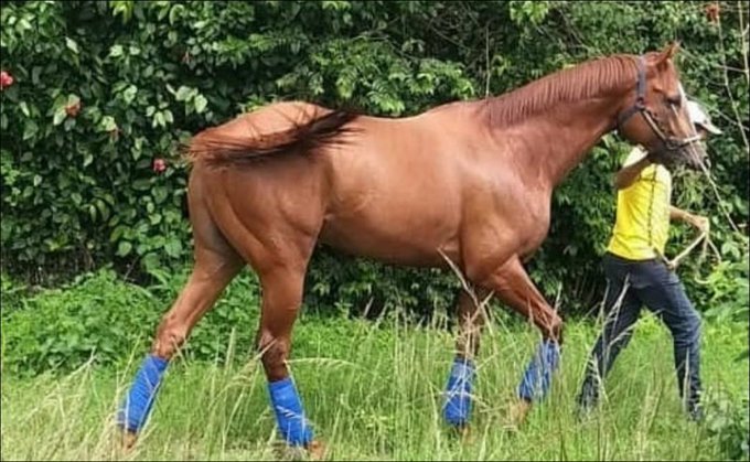 Lamentable, descuartizan y se comen al caballo de carreras más famoso de Venezuela