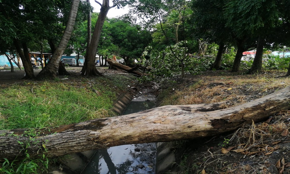 Habitantes del barrio La Granja solicitan que recojan árboles que se cayeron hace más de una semana