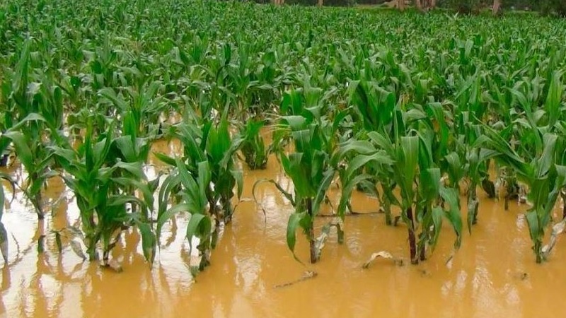 Al menos 200 campesinos de Montelíbano perdieron sus cultivos tras el aumento del río San Jorge