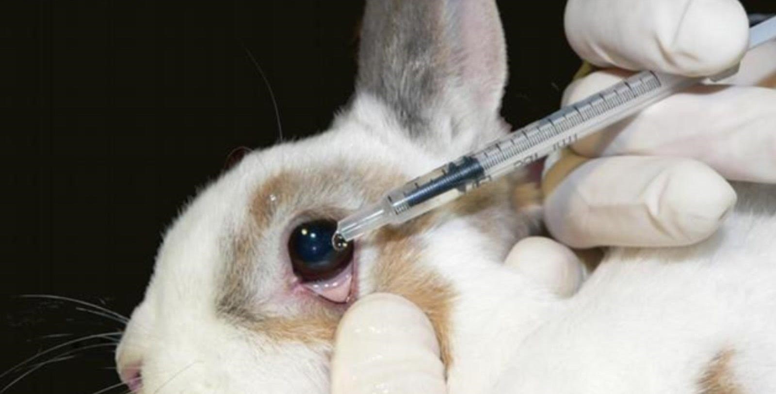 Colombia se convirtió en el primer país latinoamericano en prohibir pruebas cosméticas en animales