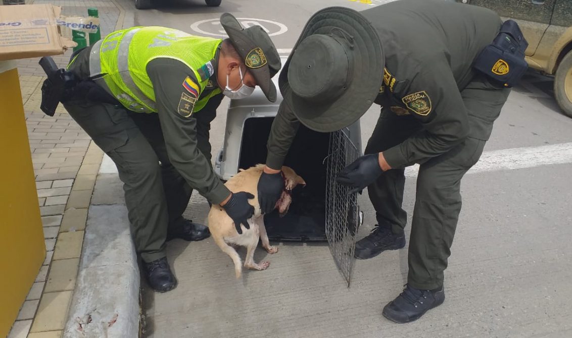 Un perrito en condición de calle que estaba herido fue rescatado por la Policía en Montería