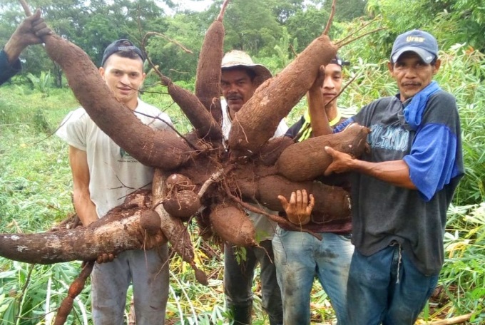 Arrancaron yuca gigante en una finca de Ciénaga Oro