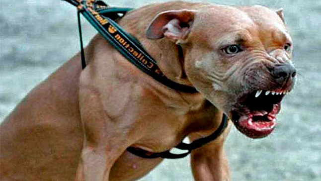 Adulta mayor murió tras ser atacada por su perro Pitbull