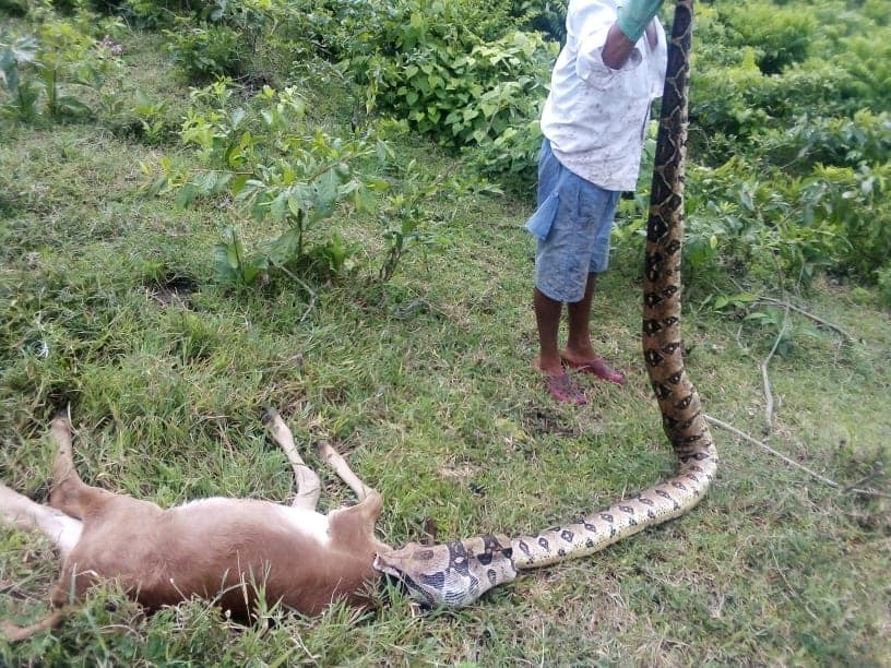 Sorprenden a boa tragándose un ternero de seis meses en Puerto Escondido