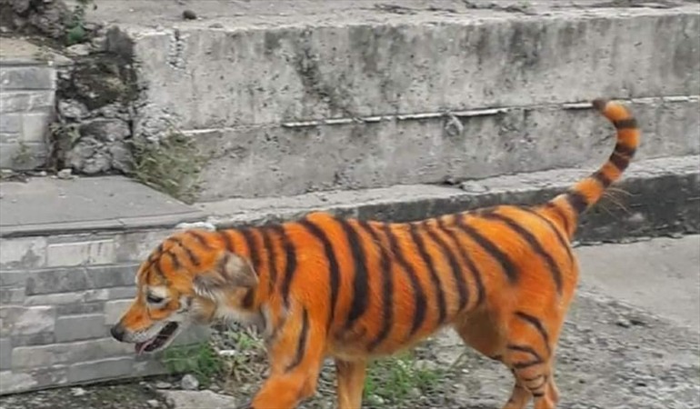 Inaudito: desadaptados pintaron a un perro para que pareciera un tigre