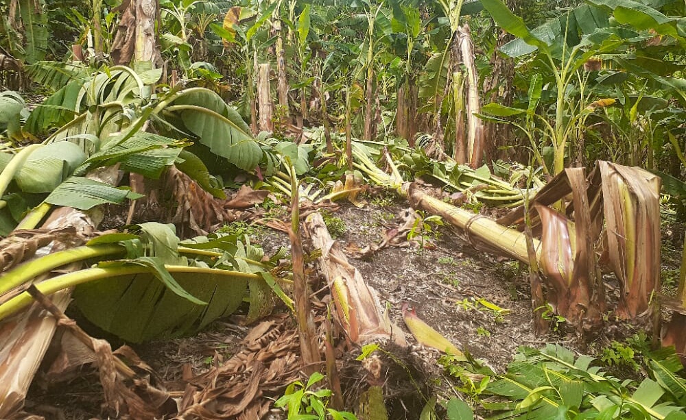 Vendaval hizo estragos en Moñitos, arrasó con cultivos de plátano