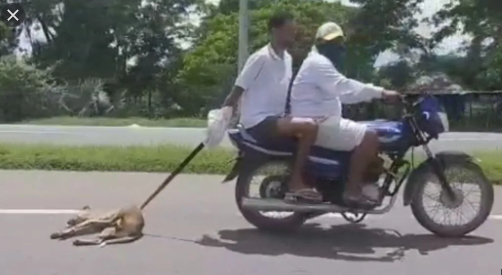 Por maltrato animal fueron capturados dos hombres que arrastraron a un perro en moto