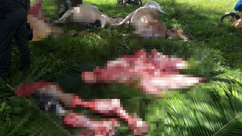 Rayo mató ocho vacas en zona rural de Montería