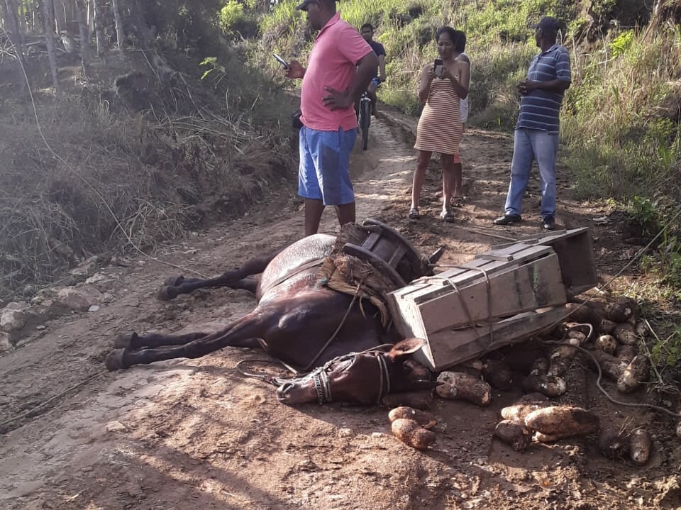 Lamentable: cable de alta tensión mató a una mula en zona rural de Moñitos