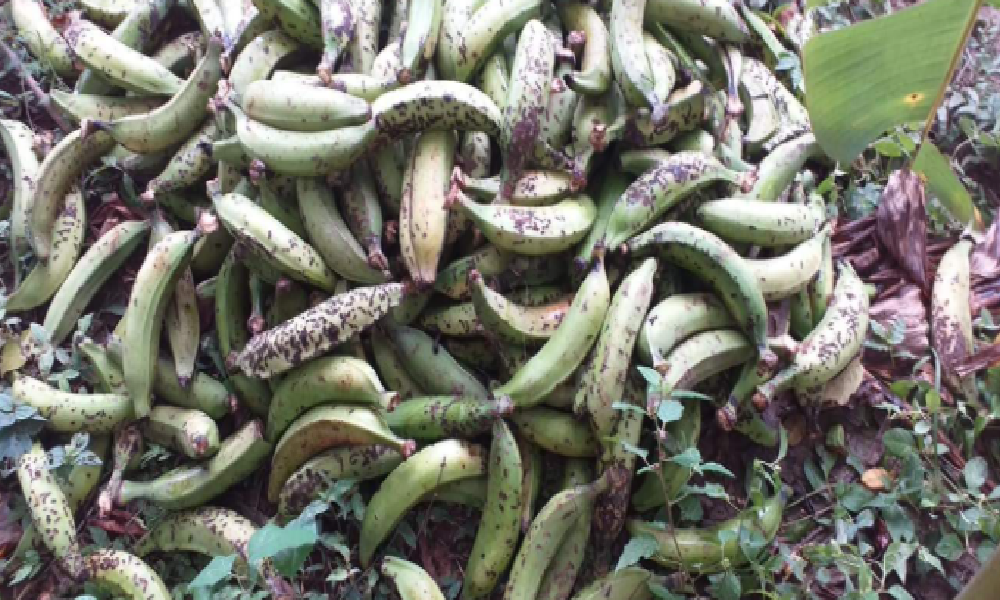 En Lorica, campesinos recibirán asistencia técnica para controlar plaga que atacó cultivos de plátano