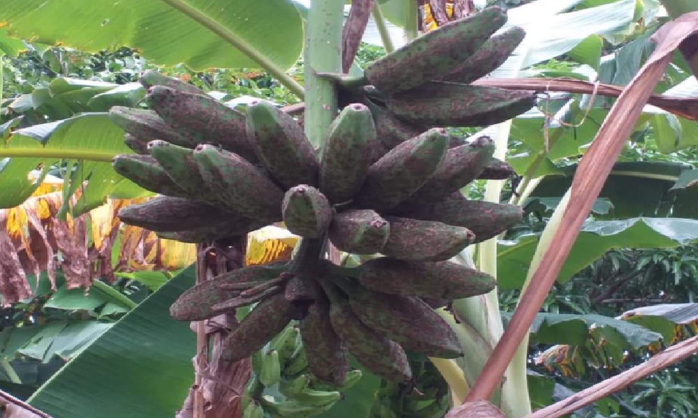 Advierten que plaga amenaza con acabar con los cultivos de plátano en Lorica