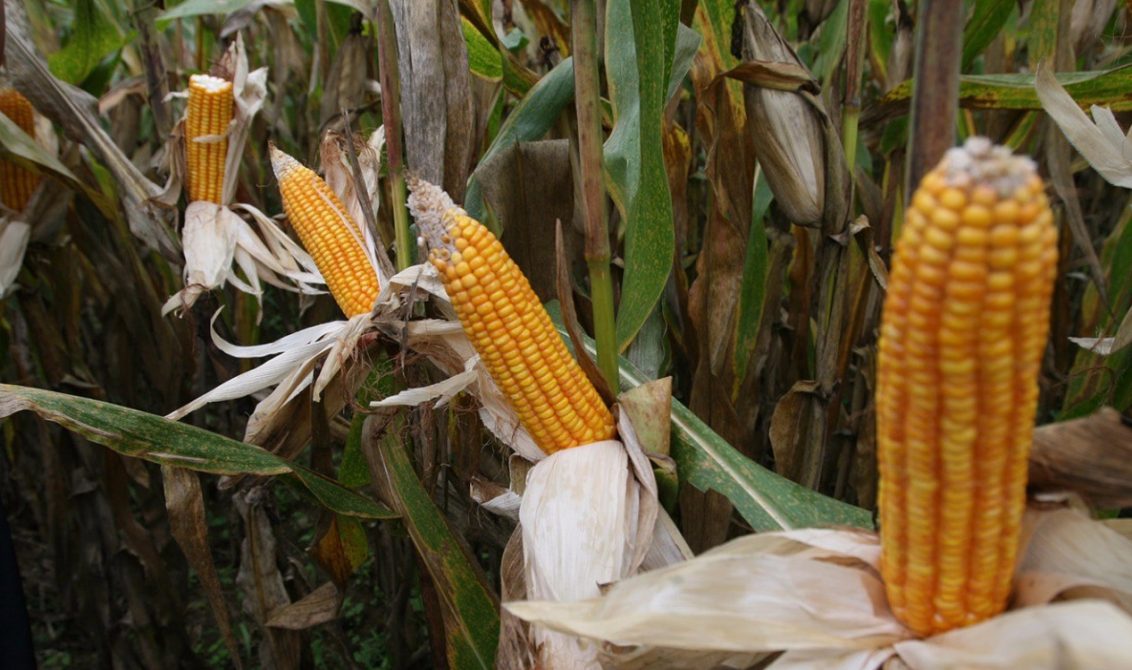 MinAgricultura indicó que el centro de acopio y secado de maíz es una prioridad en Córdoba