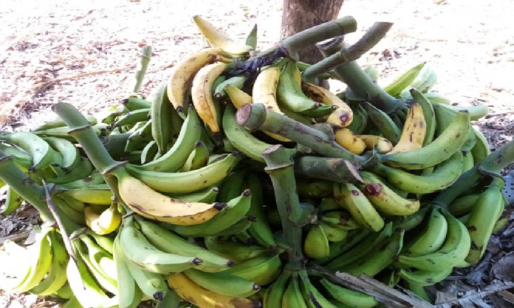 En Córdoba, advierten que cerca de 12 mil toneladas de plátano podrían quedarse represadas