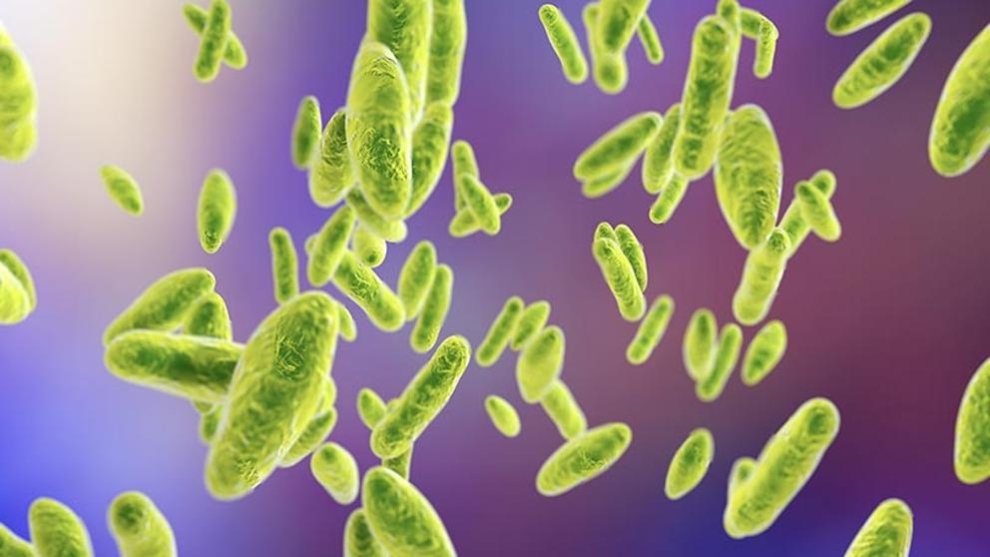 Alerta en China, cerca de 6 mil personas se contagiaron de brucelosis tras fuga de bacteria de un laboratorio