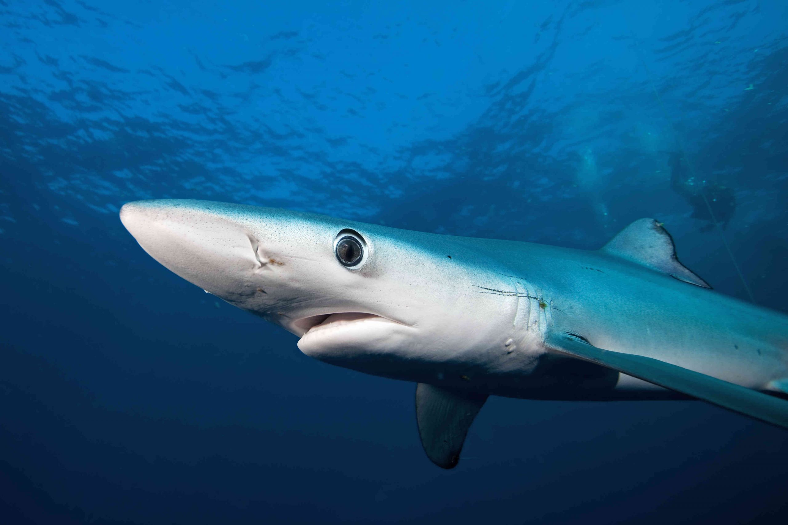 Prohíben la pesca de tiburón artesanal o industrial en Colombia