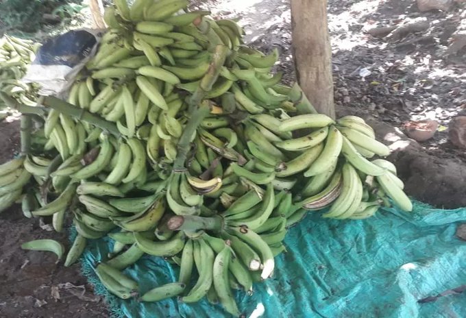Preocupante, más de mil toneladas de plátano a punto de perderse en Córdoba
