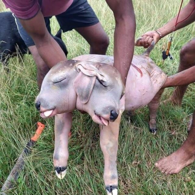 Nacimiento de ternero con dos cabezas atemoriza a sucreños