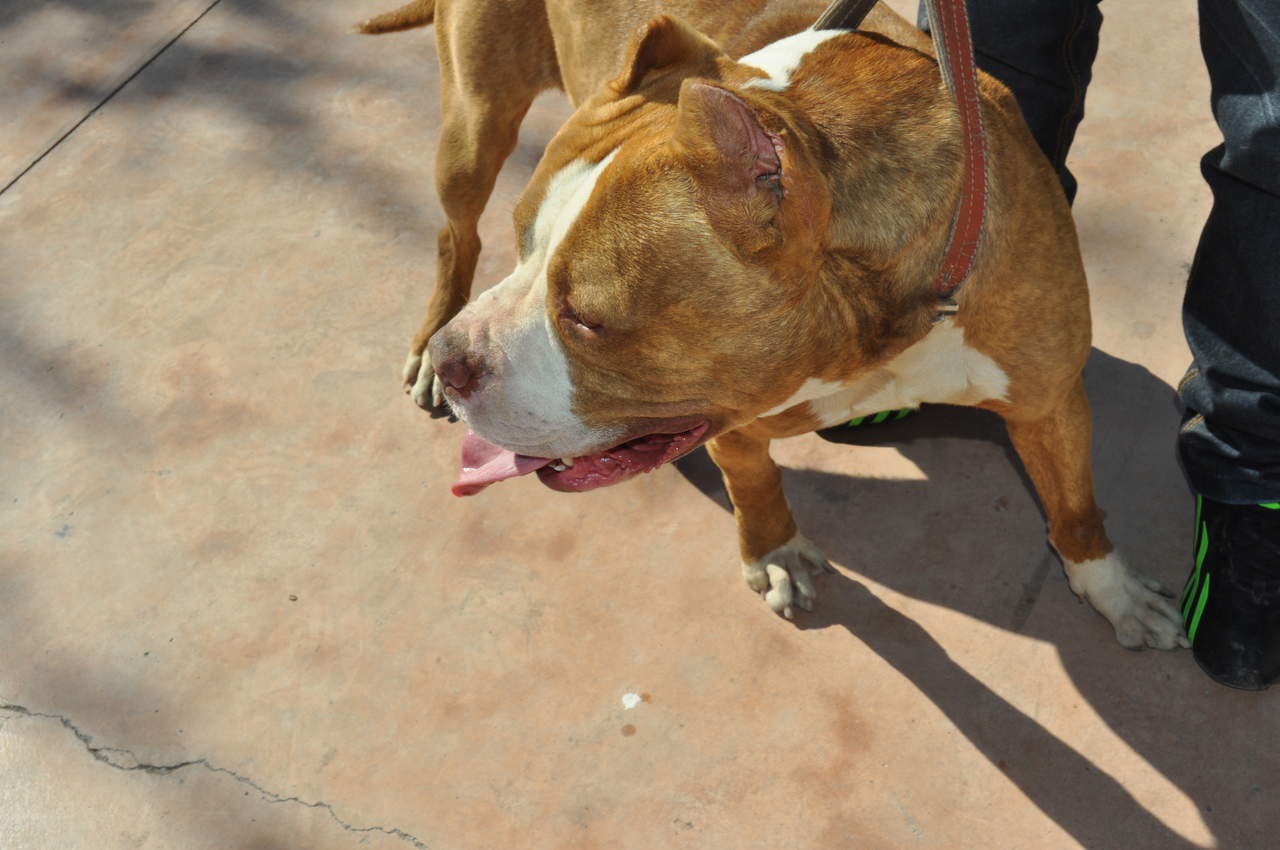 Terrible, pitbull atacó y le desfiguró la cara a una niña de dos años en Ayapel