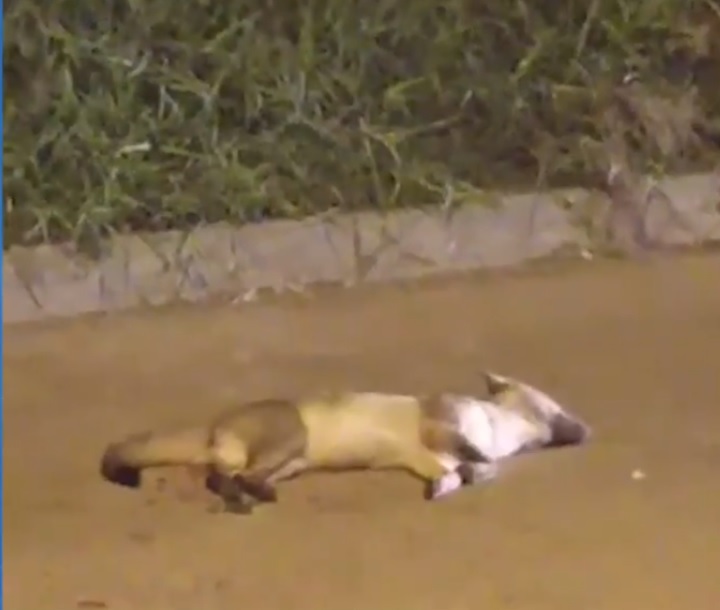 ¿Qué está pasando? Ya son tres los animales que mueren atropellados en vías de Córdoba
