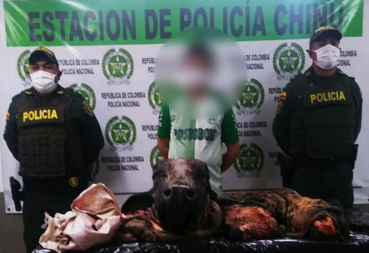 Cayó el terror del abigeato en Chinú, fue sorprendido sacrificando una vaca