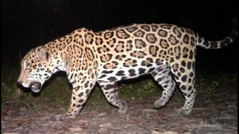 Jaguar hembra y sus cachorros estarían corriendo peligro en la vía de Tierralta
