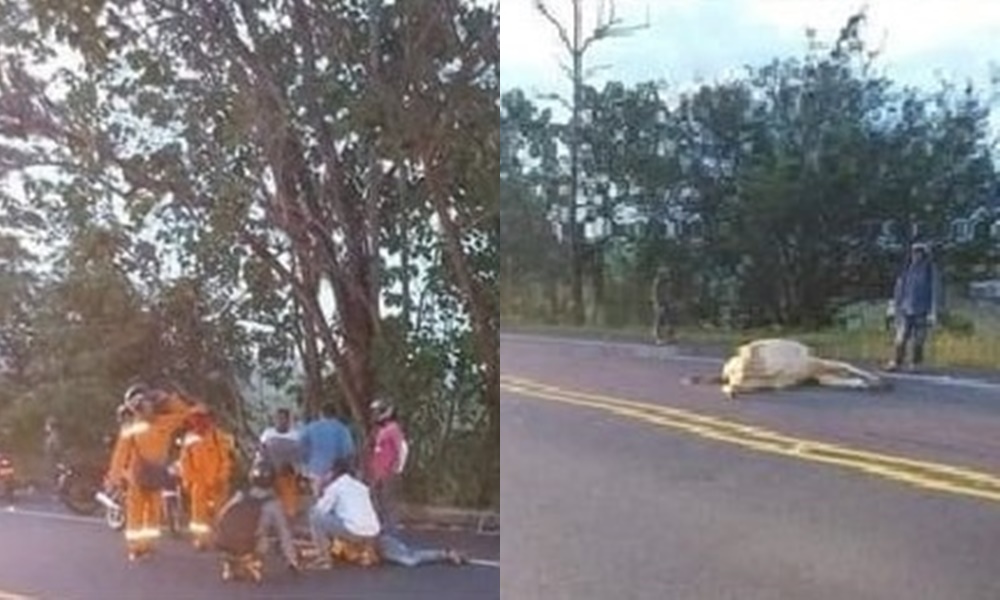 Motociclista se estrelló luego que una vaca se le atravesara en la carretera en Sahagún