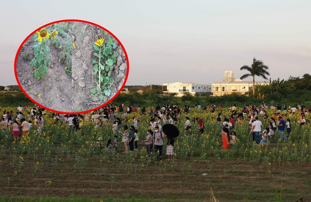 En Montería no hay cultura ni miedo al Covid: daños y aglomeraciones en el campo de girasoles