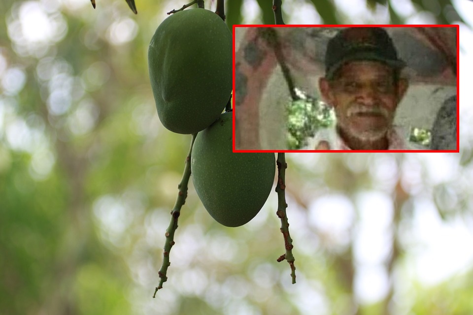 Abuelo de 75 años murió tras caer de un árbol de mango en Valencia