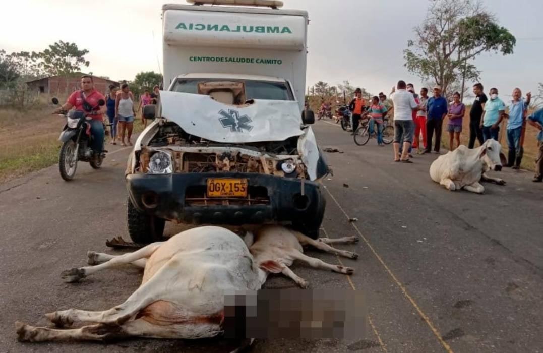 Propietario de ganado que ocasionó accidente en las vías de Sucre deberá responder