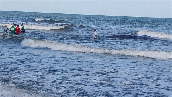 Llamado de la CVS para no consumir carne de ballena que murió en playas de Puerto Escondido