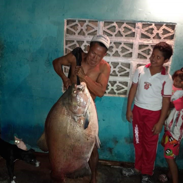 De no creer, pescan cachama de 50 kilos en el río Sinú en Montería