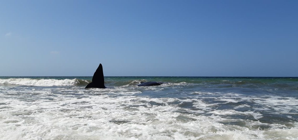 Lamentable, murió la ballena que se varó en las playas de Puerto Escondido