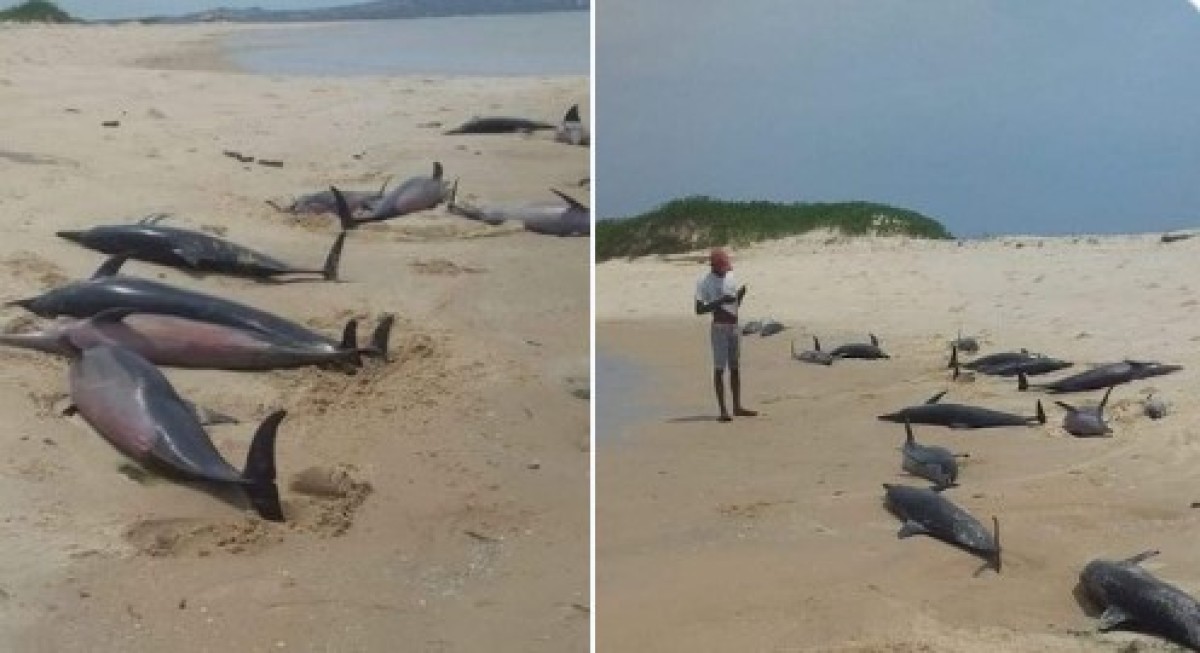 ¡Lamentable!  Hallan más de 100 delfines muertos