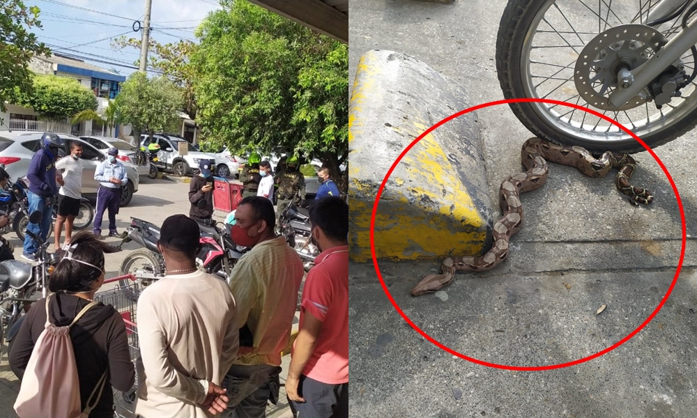 Hasta paró el tráfico, revuelo causó una serpiente en Suricentro, Montería