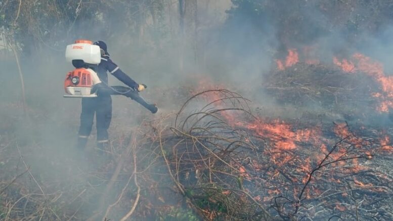 Inescrupulosos estarían provocando incendios en Sahagún para cazar hicoteas e iguanas