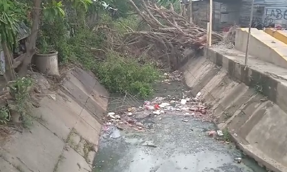 Frondoso árbol cayó en el canal de Cantaclaro hace una semana, podría generar graves inundaciones