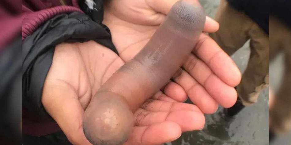 Foto de ‘pez pene’ que encontró bióloga en la playa generó curiosidad y se volvió viral en redes