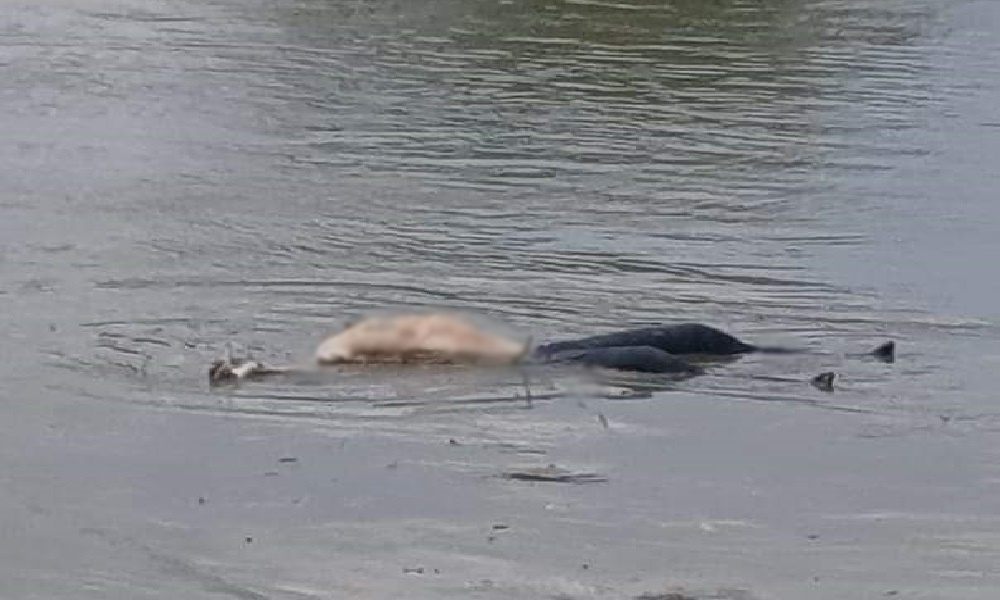 Atroz, divisan cadáver sin cabeza en el río Sinú en Cereté