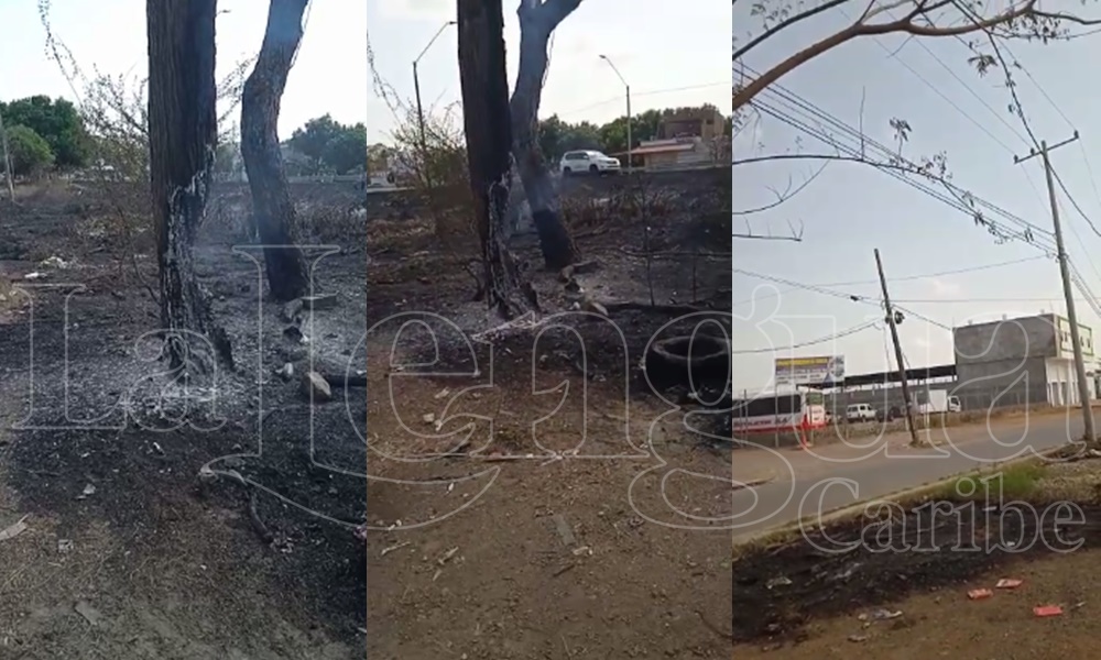 Árbol a punto de causar una tragedia cerca de la Terminal de Transportes de Montería y las autoridades no responden