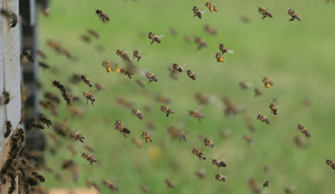 Una persona muerta dejó ataque de abejas, tres más resultaron lesionadas